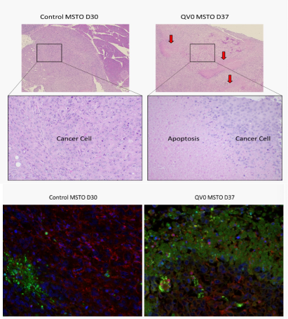 Does QV0 have inhibitory and therapeutic effects on tumors?